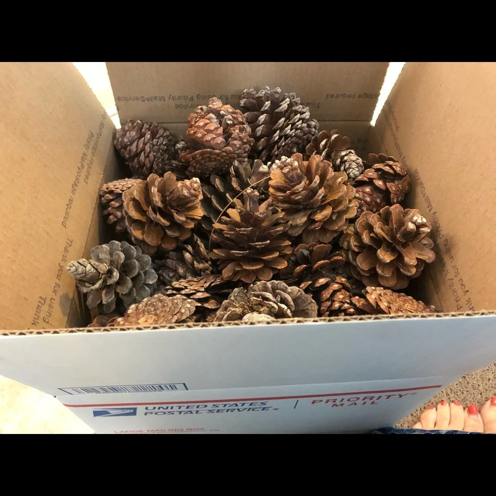 80+PINE CONES All natural holiday wreath making